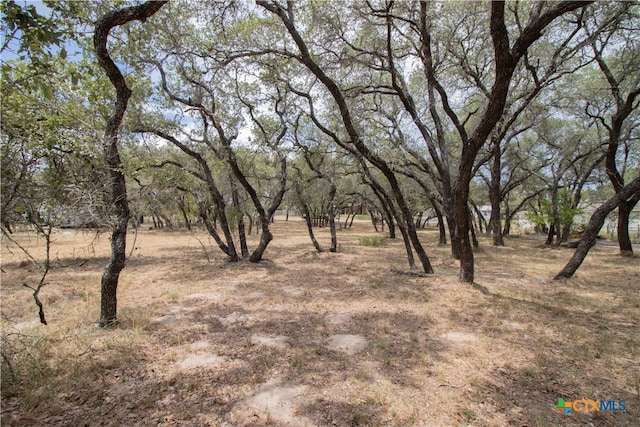 view of local wilderness