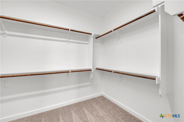 walk in closet featuring carpet flooring