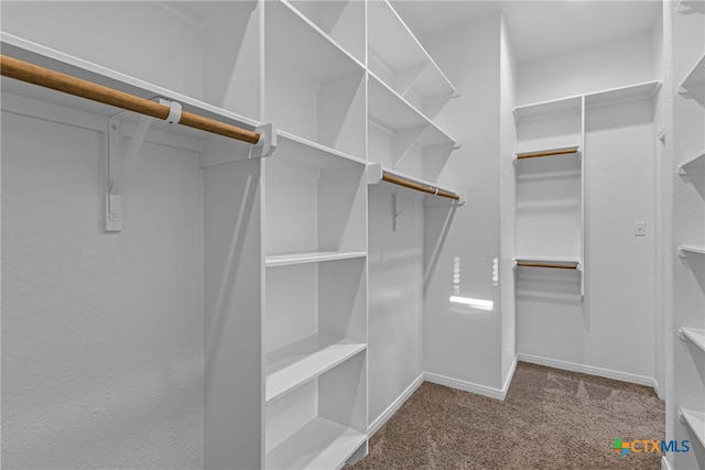 spacious closet featuring carpet floors