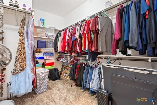 spacious closet featuring carpet flooring