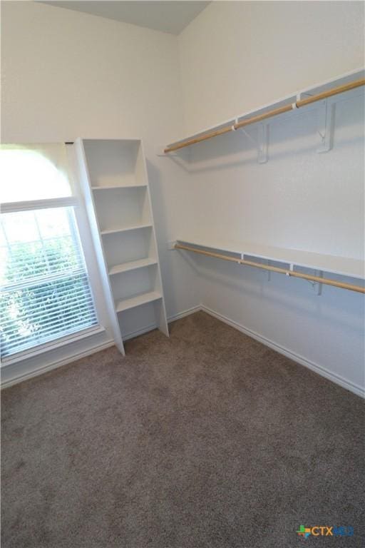 spacious closet featuring carpet floors