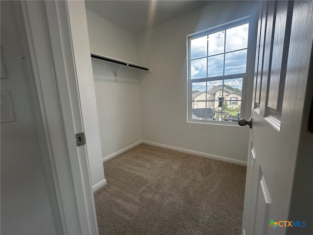 walk in closet with carpet flooring