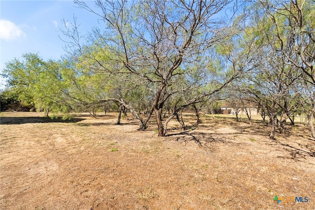 view of local wilderness