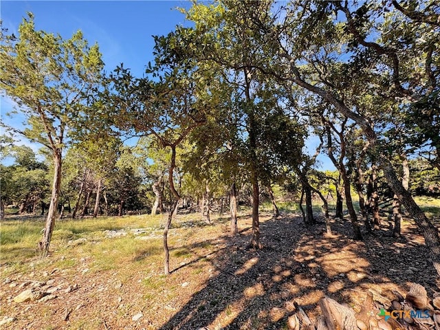 view of local wilderness