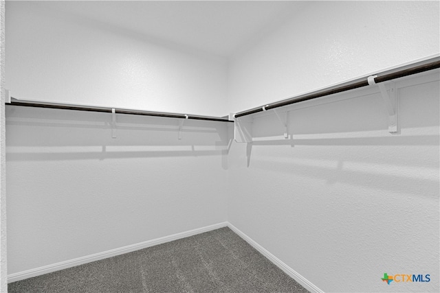 spacious closet featuring carpet flooring