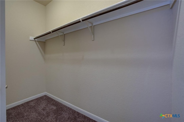 walk in closet featuring carpet