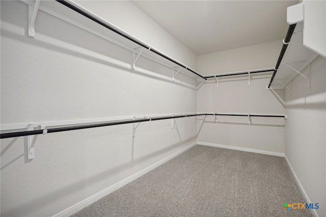 spacious closet featuring carpet floors