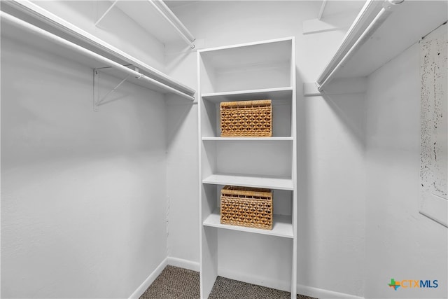 walk in closet featuring carpet flooring