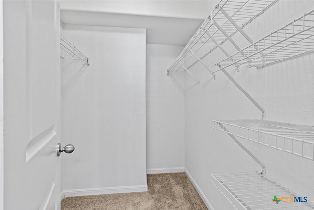 walk in closet with carpet floors