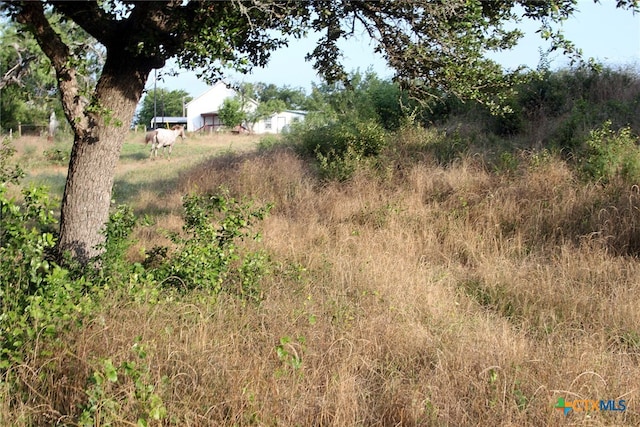 view of local wilderness