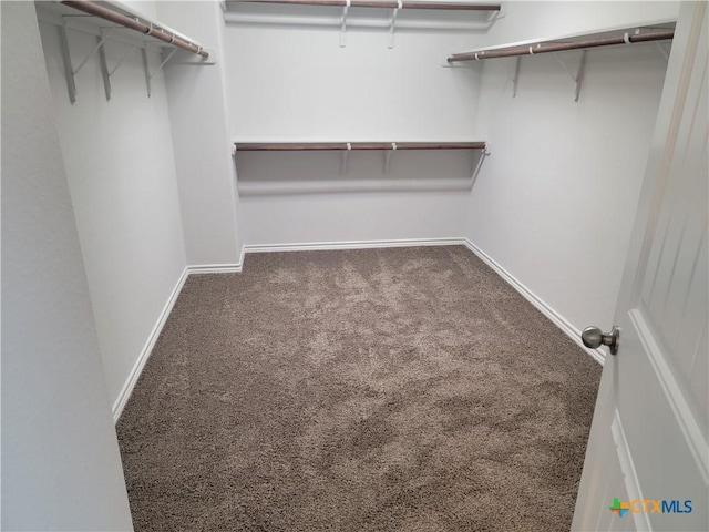 spacious closet featuring carpet flooring