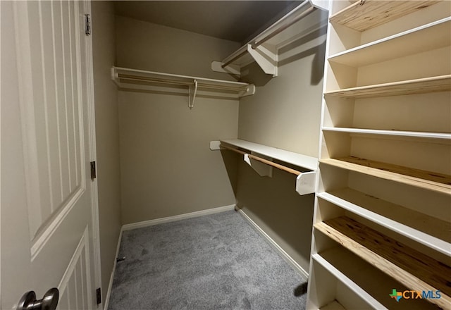 spacious closet featuring carpet flooring