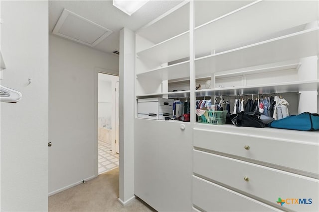 1233 Oakcrest Dr, Pleasanton, TX 78064 - walk in closet with attic access and light carpet