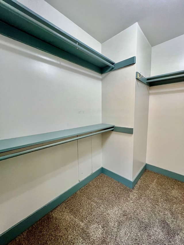 spacious closet featuring carpet