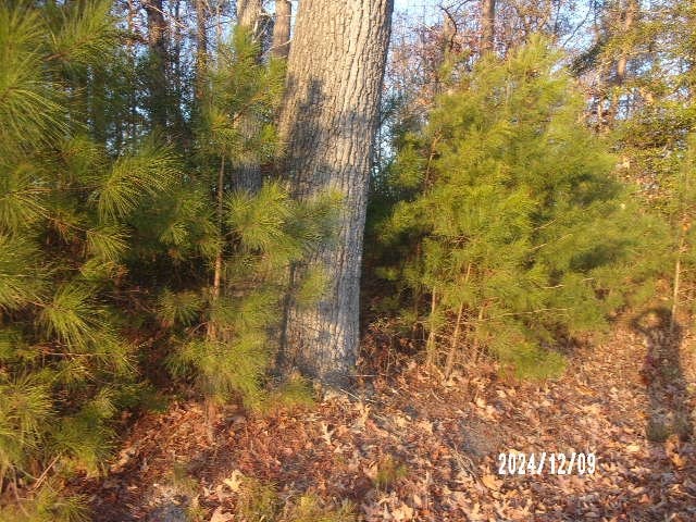 LOT2 Piney Grove Rd, Warsaw, VA 22572 - photo 2