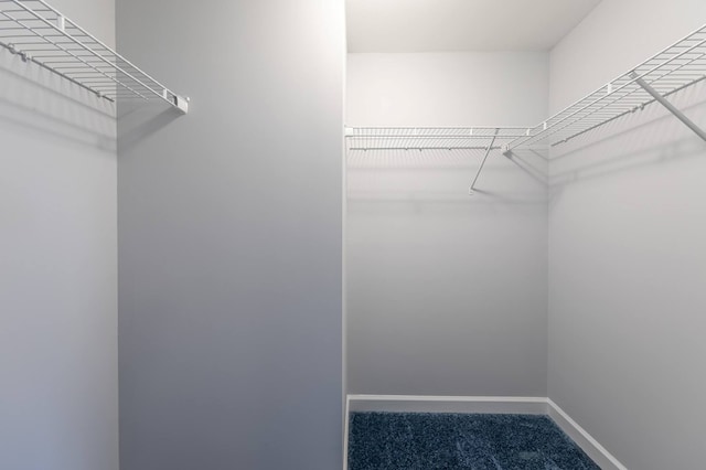 walk in closet with carpet floors