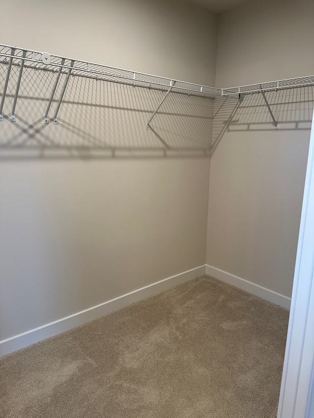 walk in closet featuring carpet