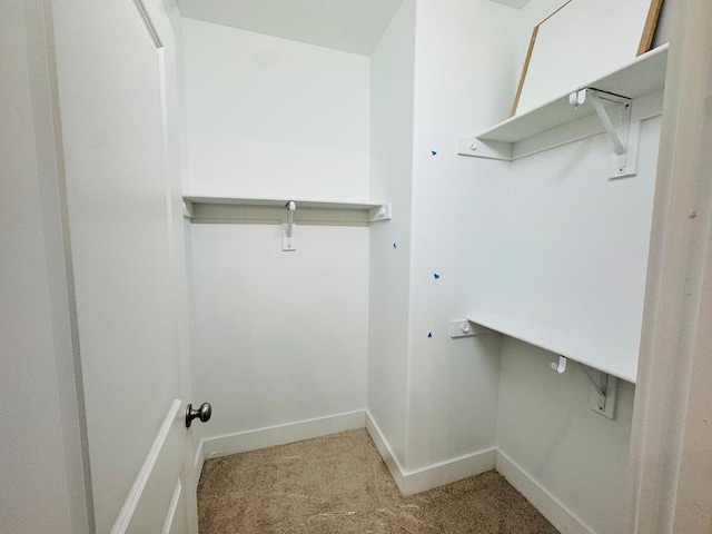 walk in closet with carpet flooring