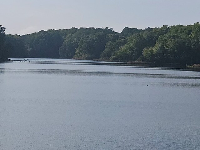 water view featuring a forest view