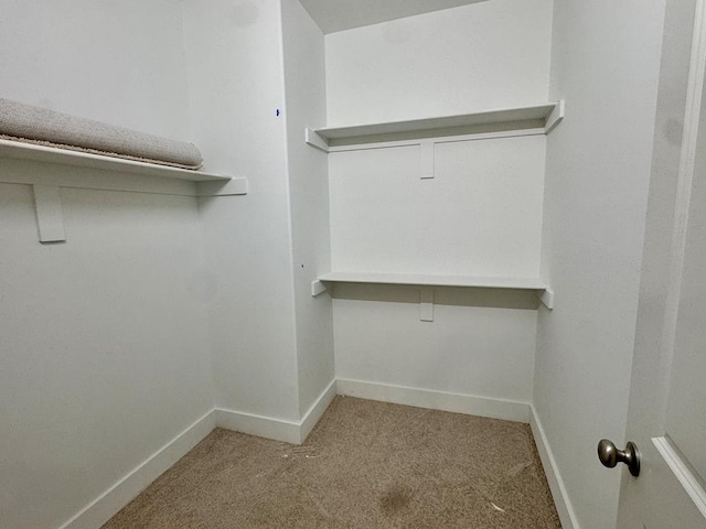 spacious closet featuring carpet flooring