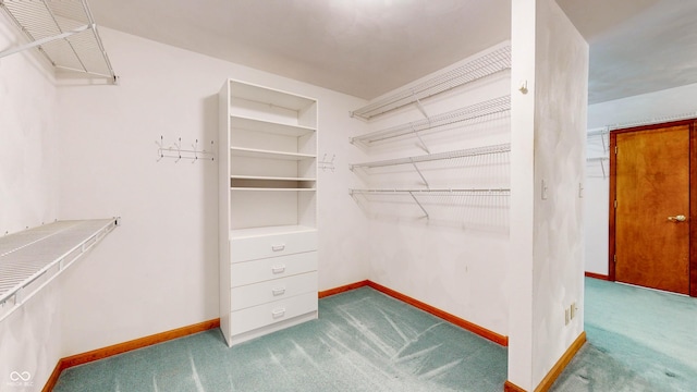 walk in closet with carpet floors