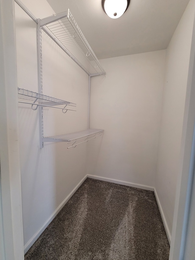 walk in closet with carpet flooring