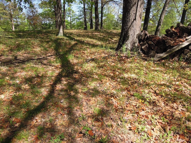 view of local wilderness