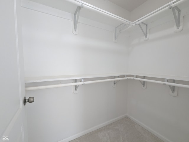 spacious closet featuring carpet floors