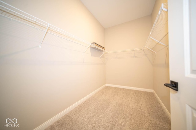 walk in closet with carpet flooring