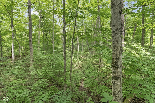 view of local wilderness