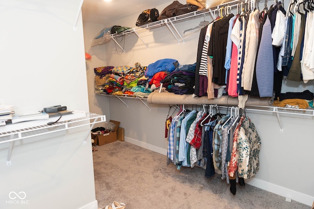 walk in closet featuring carpet flooring