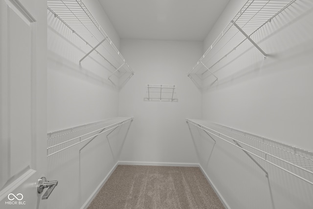 walk in closet with carpet flooring