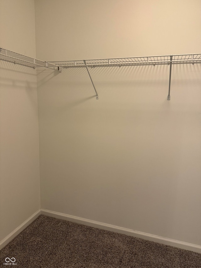 walk in closet with carpet