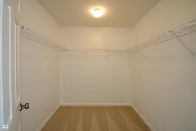 walk in closet featuring carpet flooring