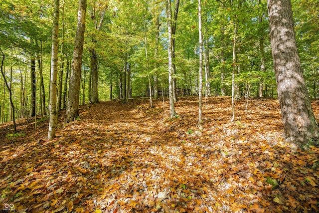 view of local wilderness