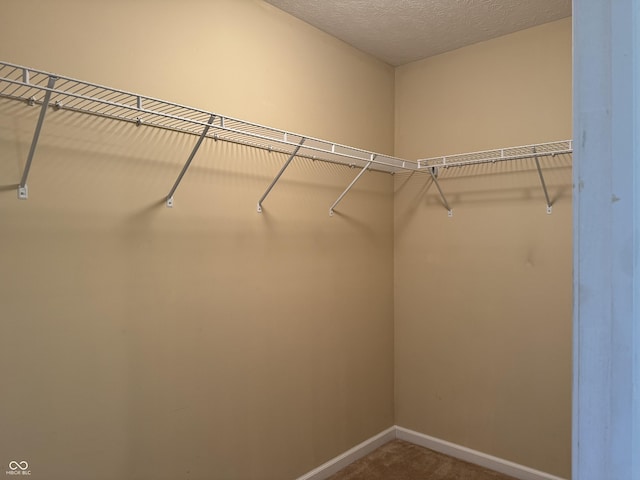 spacious closet featuring carpet floors