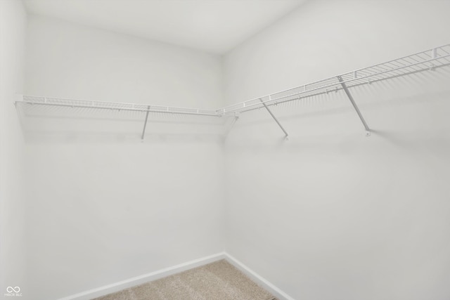 spacious closet with carpet