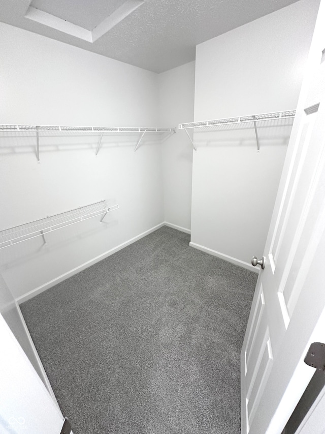 walk in closet featuring carpet floors