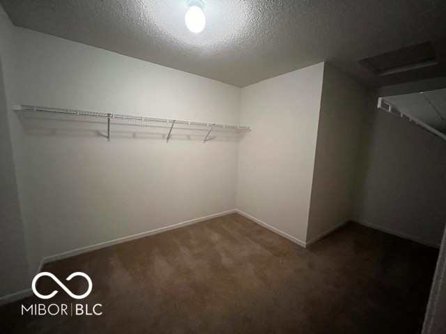 spacious closet featuring carpet flooring