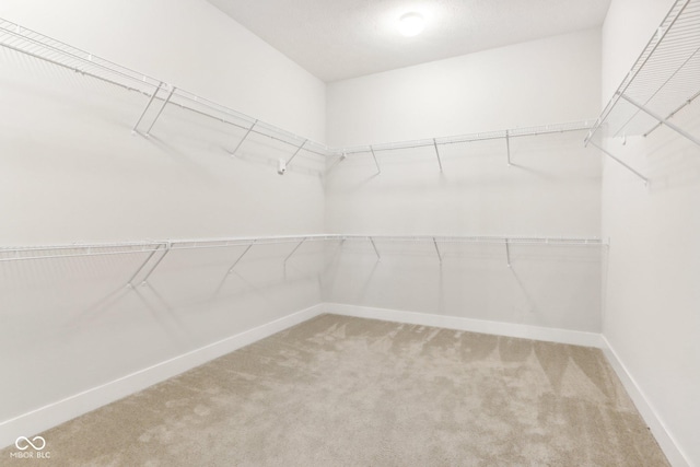 spacious closet featuring carpet flooring