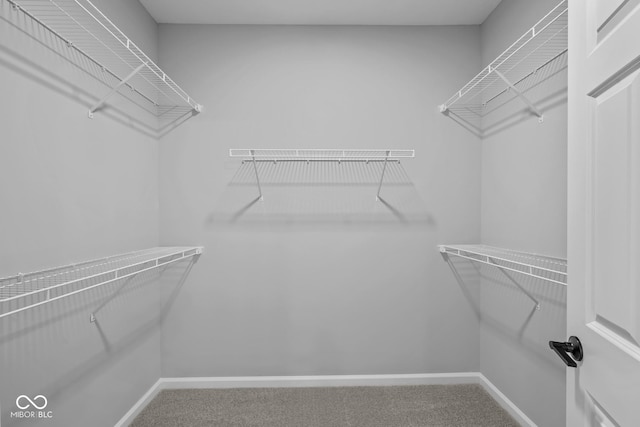 spacious closet with carpet flooring