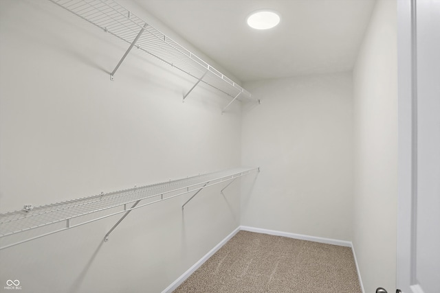 spacious closet with carpet