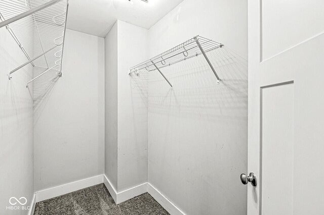 spacious closet featuring carpet flooring