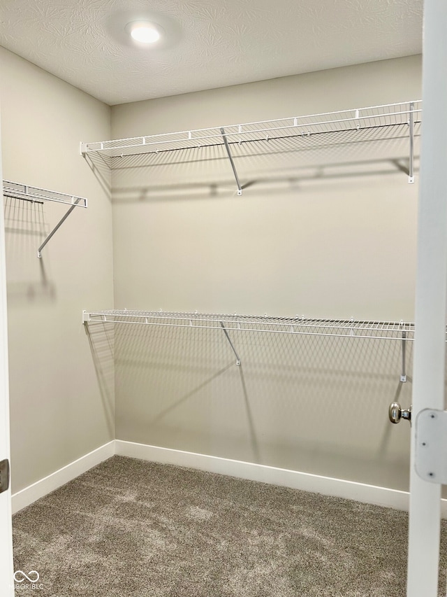 spacious closet featuring carpet floors