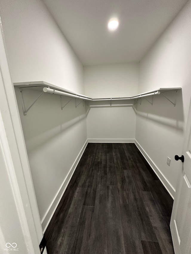 spacious closet featuring dark hardwood / wood-style floors