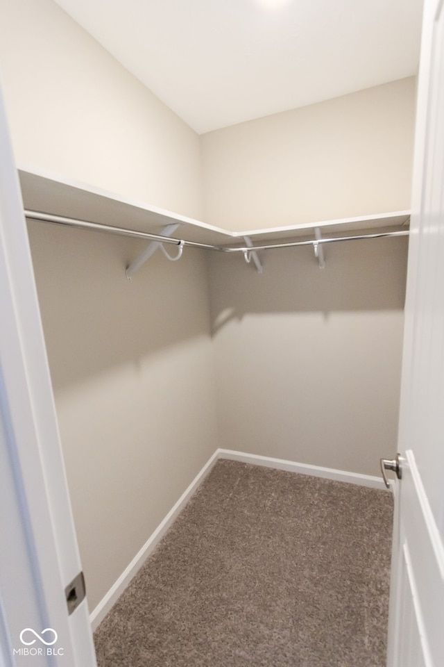 walk in closet featuring carpet floors