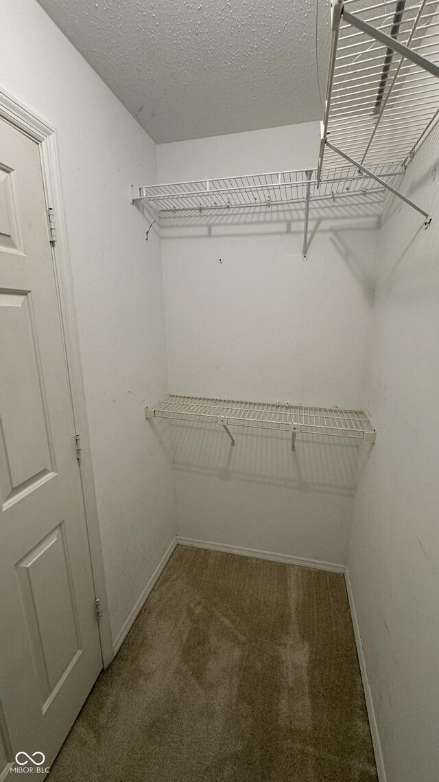 walk in closet with carpet flooring