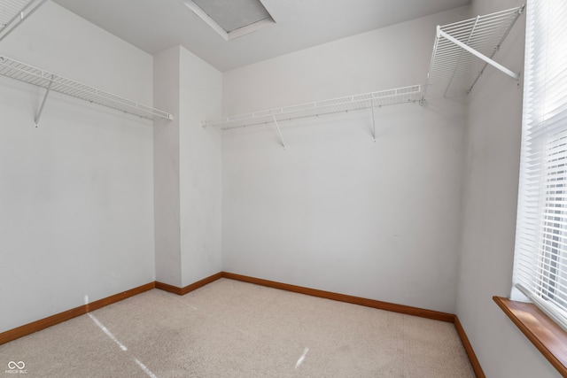 spacious closet featuring carpet