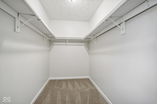 walk in closet featuring carpet