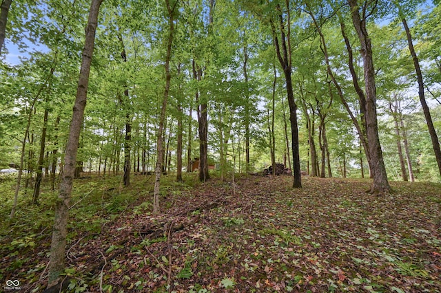 view of local wilderness